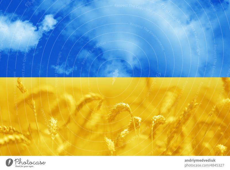 Getöntes Foto eines Ährenfeldes unter Himmel in den Nationalfarben der Flagge der Ukraine - blau und gelb. Symbol der Freiheit ukrainischen Volkes. Solidarität mit der Ukraine
