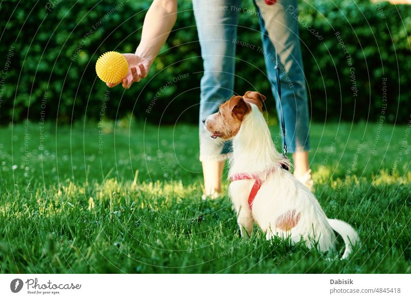 Frau spielt mit Hund im Park Haustier Spaziergang Spielen grün Training Übung Straße Porträt jack russell außerhalb Welpe Trainerin Besitzer schlendern Eckzahn