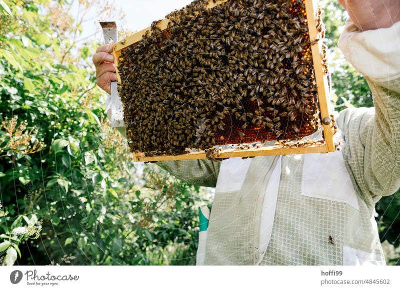 Ein Imker bei der Sichtprüfung einer Honigwabe prüfen Sichtung Bienenstock Honigbiene Imkerei Wabe Bienenwachs Bienenkorb Bienenzucht Kolonie Sommer Wachs