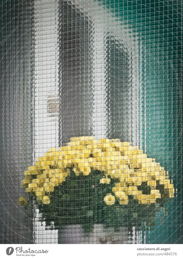 Hinter-Glas-Kunst Umwelt Pflanze Schönes Wetter Blume Topfpflanze Balkon Fenster Blumenstrauß Duft Freundlichkeit positiv gelb türkis weiß Romantik bescheiden