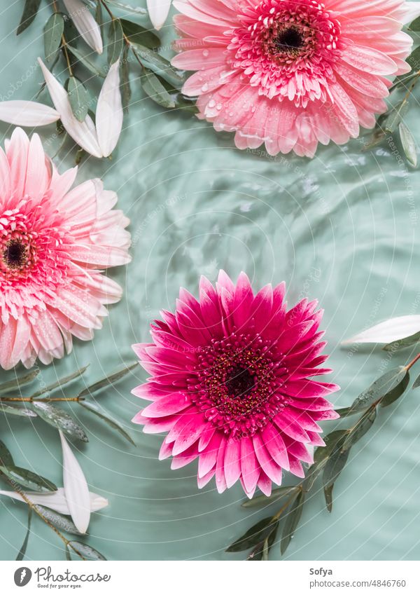 Schöne grüne Sommer Schönheit Hintergrund mit rosa Gerbera Gänseblümchen im Wasser Blume geblümt Tag Natur Frühling Farbe Rahmen Kosmetik Spa Mode Konzept