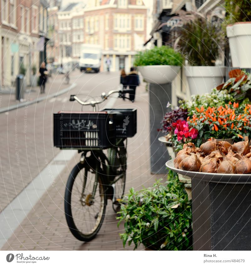 Amsterdamer Floristik kaufen Ferien & Urlaub & Reisen Sightseeing Städtereise Fahrradfahren Mensch Herbst Blume Topfpflanze Stadtzentrum Altstadt Verkehrsmittel