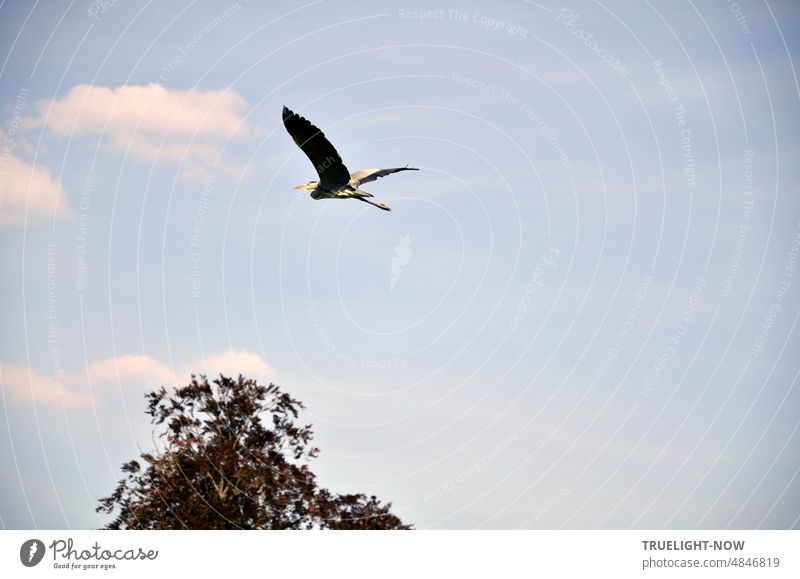 Überflieger: Reiher vor blass blauem Himmel mit Schönwetter Wolken fliegt über einen Baum Ardeidae Vogel Schreitvogel Silberreiher fliegen Flug Natur