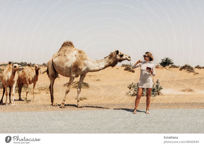Eine junge Frau streichelt Kamele, die am Wegesrand grasen, während sie durch die Wüste reist Streicheln Tier Mädchen Camel wüst Tourismus Mitfahrgelegenheit