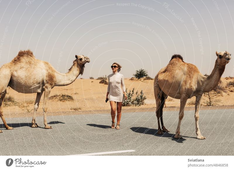 Eine junge Touristin mit Sonnenbrille steht am Straßenrand, umgeben von einer Herde Kamele, Dubai, VAE. Mädchen wüst Reise Sommer reisen Abenteuer Urlaub Frau
