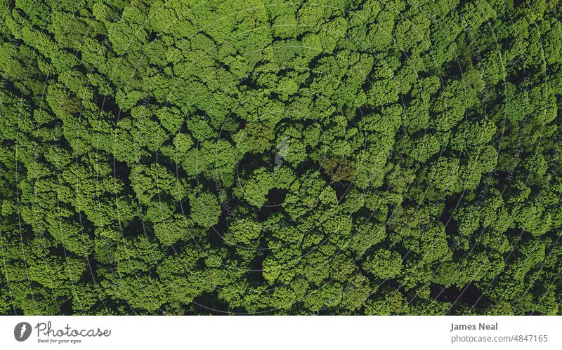 Luftaufnahme eines frühlingshaften Waldes Gras Frühling natürlich Laubwerk hoch friedlich Natur Blatt Tag Wiese Hintergrund Bäume oben Baum Wisconsin im Freien