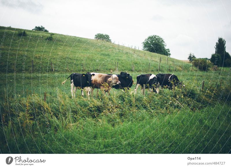 Kühe Umwelt Natur Landschaft Pflanze Tier Sommer Schönes Wetter Gras Sträucher Grünpflanze Nutzpflanze Wiese Feld Nutztier Kuh Tiergruppe Herde Essen Fressen