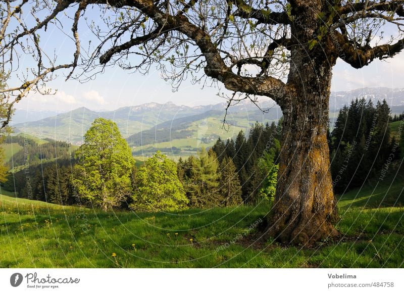 Baum an der Hundwiler Höhi Ausflug Sommer Sommerurlaub Berge u. Gebirge wandern Natur Landschaft Wolkenloser Himmel Schönes Wetter Wald Hügel Alpen Gipfel