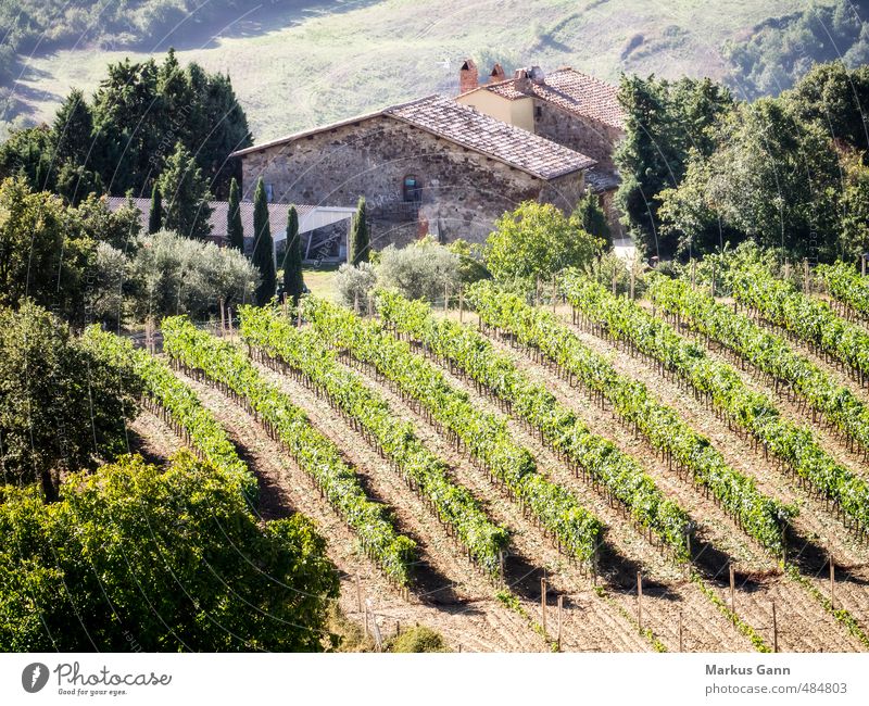 Weinreben in der Toskana Italienische Küche Alkohol Lifestyle Ferien & Urlaub & Reisen Tourismus Sommer Sommerurlaub Sonne Natur Pflanze Baum Sträucher