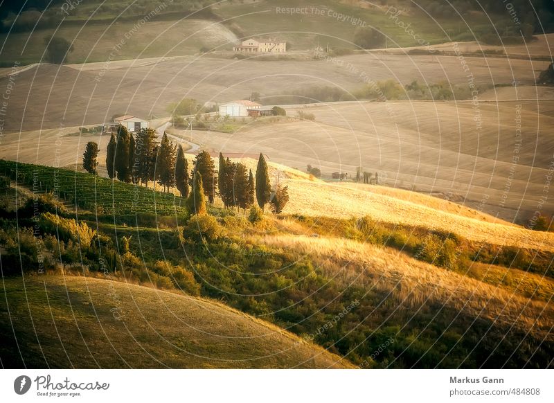 Toskana Landschaft Ferien & Urlaub & Reisen Sommer Natur braun gelb gold grau Italien Zypresse Licht Abend Hügel Grasland Feld Wiese Baum Haus grün Farbfoto
