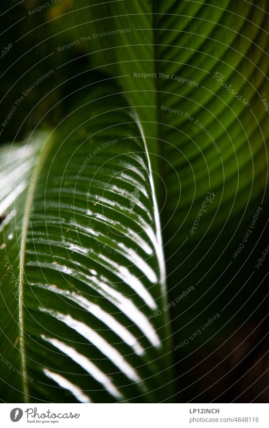 CR XIII. Glänzend Costa Rica Blatt Glanz Natur Umwelt Umweltschutz Blattgrün Seitenansicht Nahaufnahme Glanzlicht nass