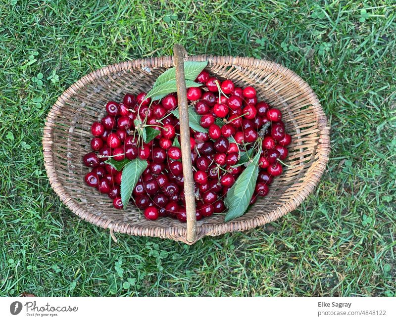 Kirschernte , Kirschen im Korb -Draufsicht Frucht Sommer Gesundheit Garten reif organisch Natur Lebensmittel saftig Außenaufnahme Ernte