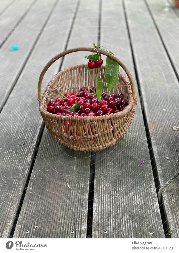 Lecker Kirschen aus dem Garten im Korb -so schmeckt Sommer reif rot Natur Lebensmittel Gesundheit Ernte bio Außenaufnahme lecker