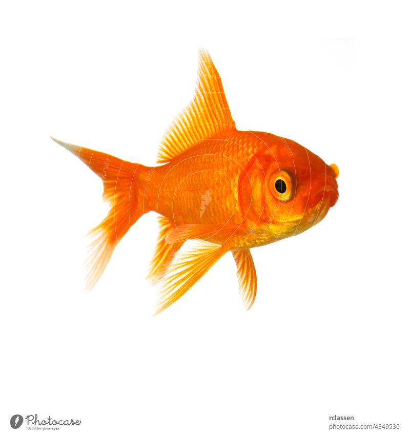Goldfisch vor einem weißen Hintergrund Tier Wasser Fisch Bewegung Viecher Reinheit gold schwimmen unter Wasser Haustier Karpfen tropisch Wirbeltier orange