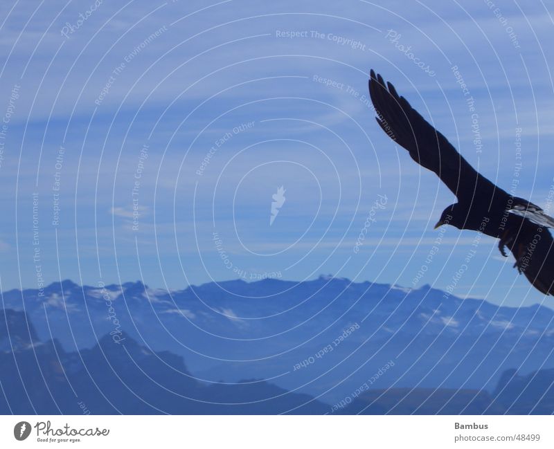 Portrait eines fliegenden Vogels Dohle Schnabel Wolken Flügel Feder Berge u. Gebirge Alpen blau Himmel