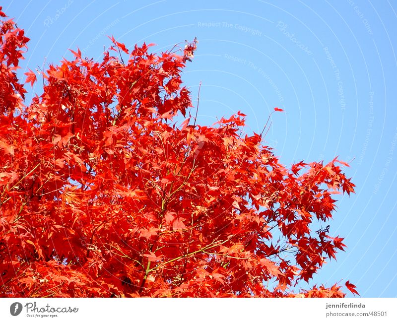 Herbstfarben rot Baum Blatt Farbenspiel blau Himmel Lampe stahlen