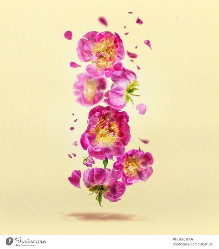 Fliegende rosa Pfingstrosenblüten und -blätter auf blassgelbem Hintergrund. fliegen Blütenblätter geblümt Sommer schwebend Blume blüht Vorderansicht vertikal