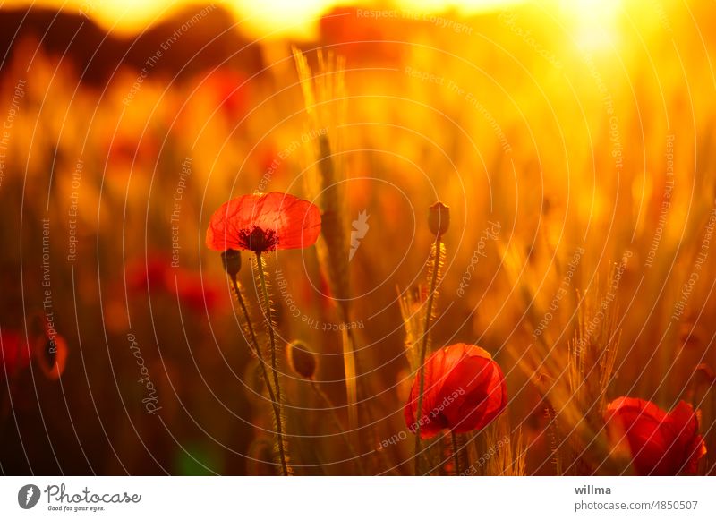 Mohn im Abendlicht vor einem Getreidefeld Mohnblumen rot Feld Sommerabend Kornfeld Sonnenuntergang sommerlich Gegenlicht