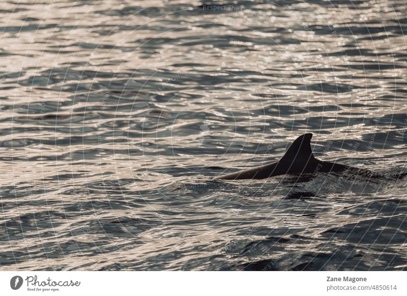 Flosse eines wilden Delfins beim Schwimmen im Sonnenuntergang, Atlantik Delphine schwimmen Schwimmsport Meer Madeira Delfinbeobachtung MEER Meer Natur Portugal