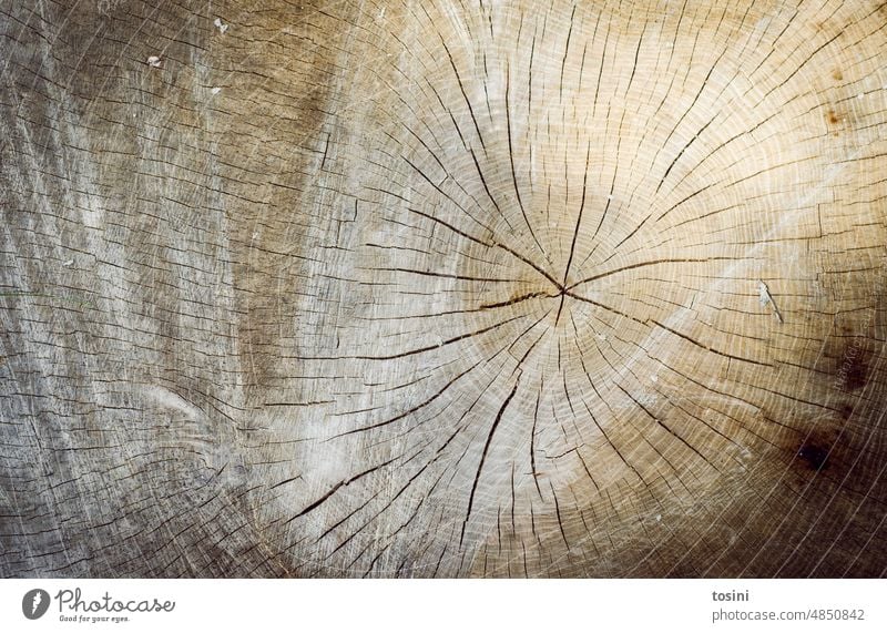 Durchgesägter Baumstamm mit Jahresringen risse alt abgesägt abgesägter Baum Holz Abholzung Abholzung der Regenwälder Forstwirtschaft Umwelt Brennholz