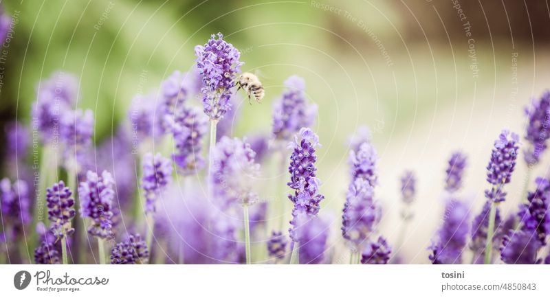 Biene im Anflug auf eine Lavendelblüte Natur Garten Außenaufnahme violett blühen fliegen Insekt Pollenflug Bienensterben insektensterben zurück zur Natur