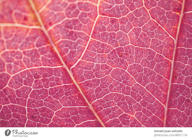 rote Ahornblattadern, Herbstblätter, Herbstfarben Blatt Linien Muster Detailaufnahme Makro Venen Blattrippen Boden Natur natürlich im Freien Hintergründe Textur