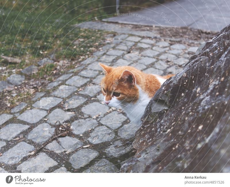 Eine neugierige Katze schaut hinter einem Stein hervor Freigängerkatzen gefleckt um die ecke gucken Wachsamkeit wachsam Interesse interessiert
