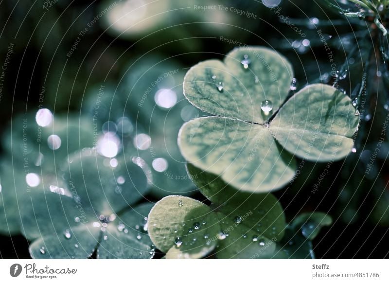 Frauenmantel nach dem Sommerregen Alchemilla Frauenmantelblatt Regentropfen Tropfen Heilpflanze Grünpflanze Gartenpflanze August verregnet dunkles Licht