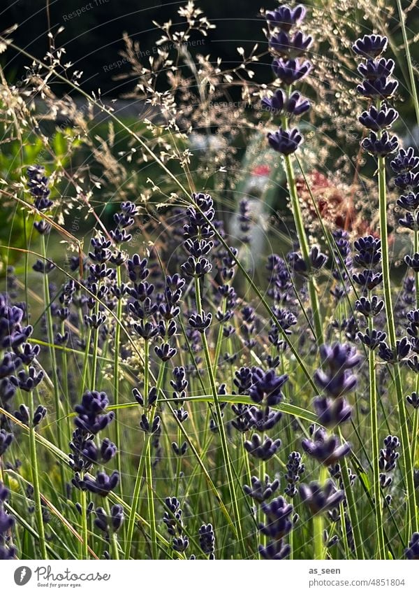 Lavendel und Gräser Licht violett Garten Sommer Natur Pflanze Farbfoto Blüte Duft Blume Außenaufnahme Blühend natürlich Schwache Tiefenschärfe Unschärfe