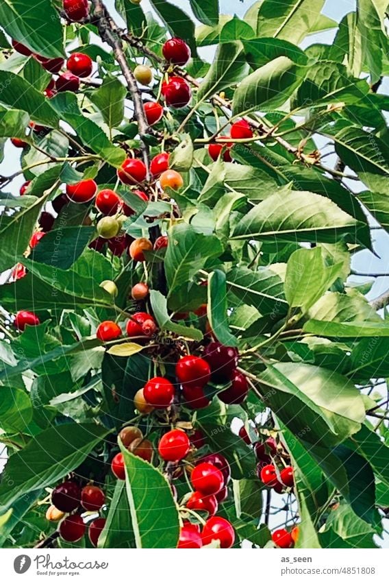 Kirschbaum Sauerkirschen Kirsche Natur Ast Sommer rot Farbfoto Baum Frucht Außenaufnahme grün Ernte Blatt Garten lecker Lebensmittel frisch pflücken fruchtig