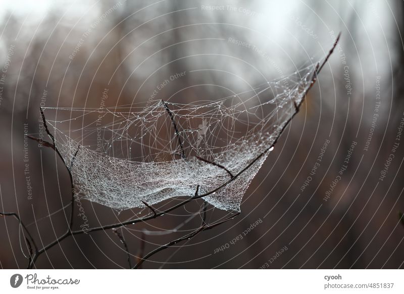 Spinnennetz mit Wassertropfen im Wald Netz Waldboden Winter Herbst düster unheimlich Angst filigran fein verletzlich zart vernetzt komplex Kontrast Licht