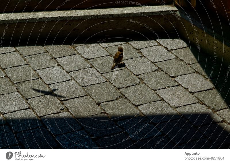 Ein Spatz hüpft auf dem gepflasterten Boden während hinter ihm gleichzeitig die Silhouette eines Falken einen Schatten auf das Pflaster wirft Sperling Vogel