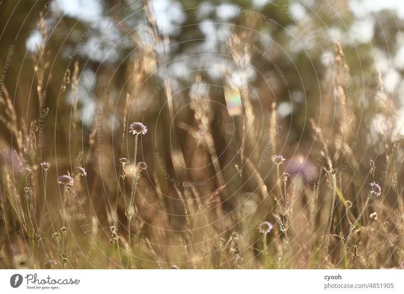 Sommerwiese in der Abendsonne mit goldenen Gräsern und Skapiose in Lila Wiese Sonnuntergang Romantik romantisch blühen Blumenwiese Wärme lila Hitze Reif