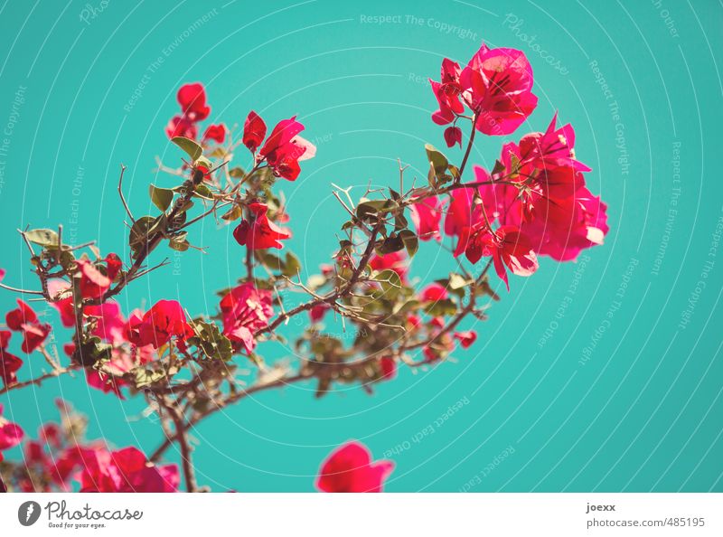 Sommer Stil exotisch Ferne Sommerurlaub Himmel Schönes Wetter Pflanze Blüte Blühend schön blau grün rosa rot Glück Farbe Idylle Sinnesorgane Bougainvillea Süden