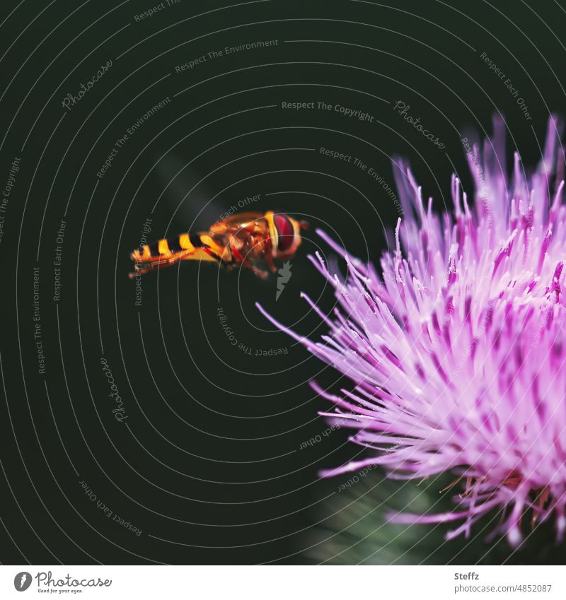 Schwebfliege im Anflug auf eine Distelblüte Schwirrfliege Fliege Kratzdistel leicht Leichtigkeit Syrphidae Stehfliege Brachycera Bestäubung Bestäuber bestäuben