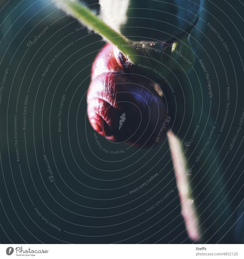 eine Schnecke kriecht nach oben Schneckenhaus Spirale Schneckentempo langsam Weichtier Gastropoda unterwegs aufwärts spiralförmig Symmetrie Langsamkeit