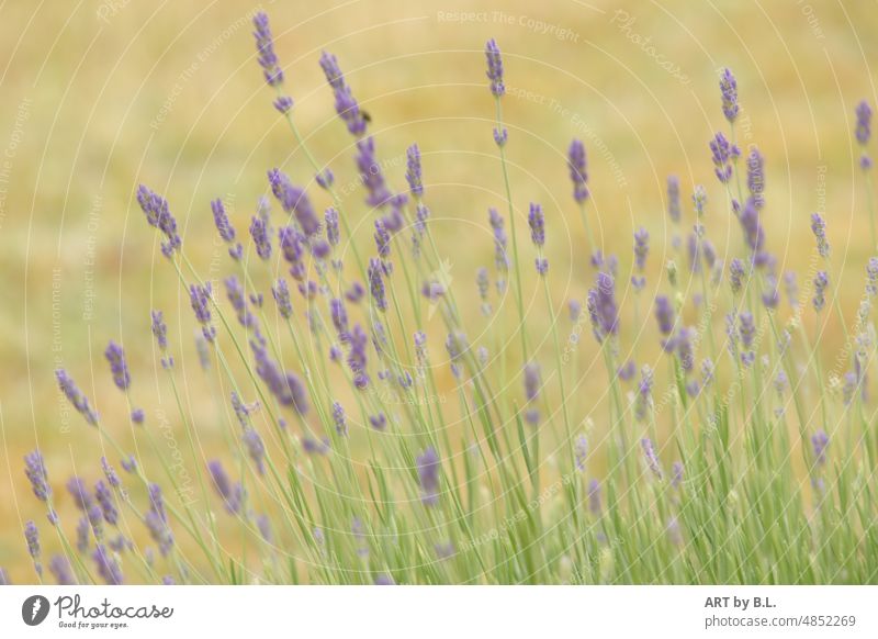 Lavendel  unscharf blume wiese natur pflanze insektenfreundlich dezent hintergrund