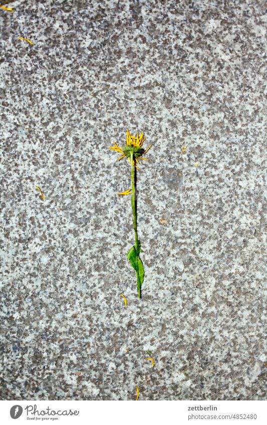 Verlorene Blume blume blüte margerite blumenstrauß verloren verblüht bürgersteig stein gehweg ringelblume korbblütler granit einsam allein solo einzeln liegen