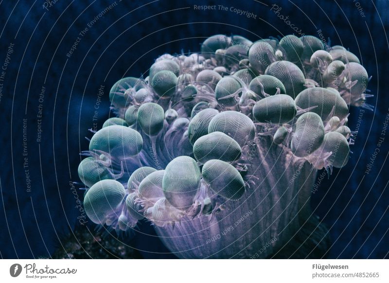 Quallen qualleblue jellyfish quallenplage Quallennebel Quallenbecken qualle blau Aquarium Wasser Meer tauchen Korallenriff
