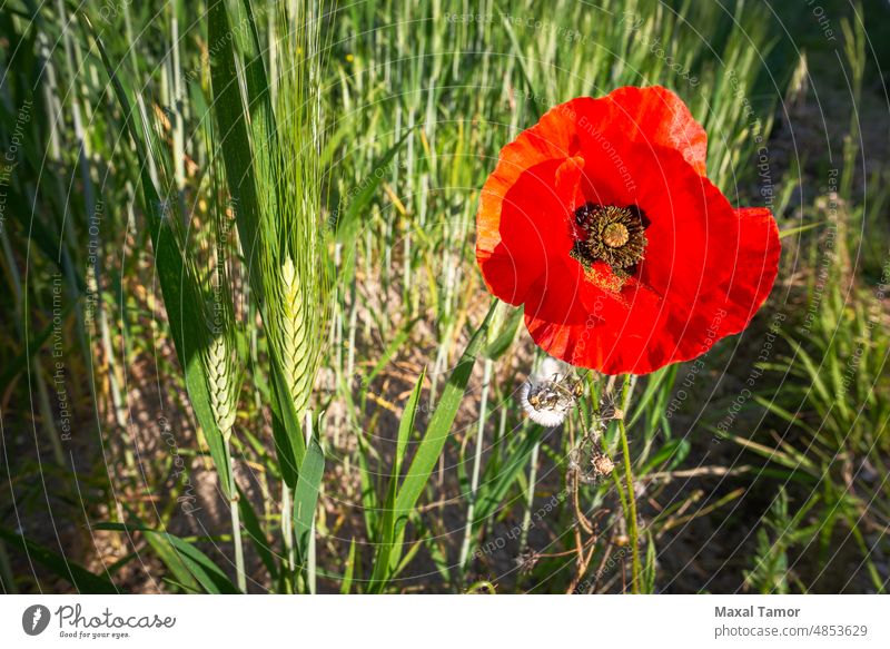 Ein roter Mohn in der Nähe eines Weizenfeldes in der Nähe von Pesaro und Urbino im Montefeltro in der Region Marken, Italien, am Ende des Frühlings Ackerbau