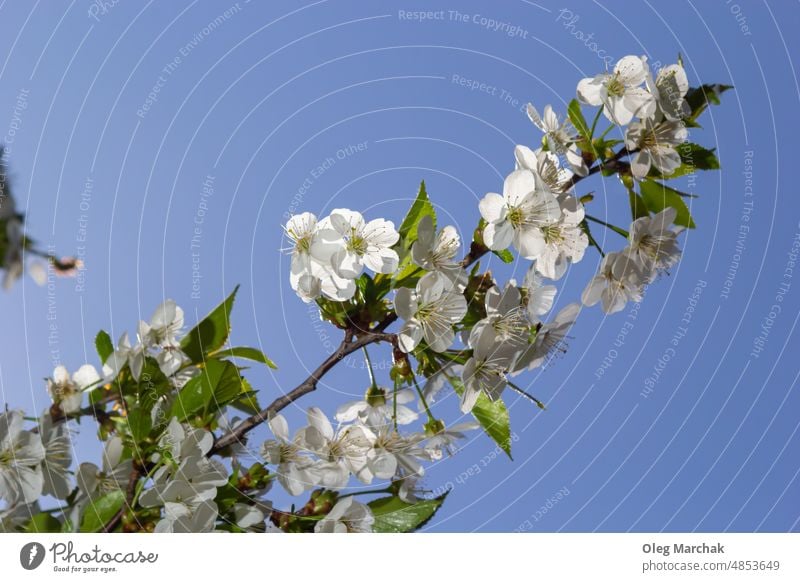 Blühender Kirschbaum im Frühlingsgarten. Nahaufnahme von weißen Blüten auf einem Baum. Frühling Hintergrund Überstrahlung Kirsche Garten Pflanze Natur Blütezeit