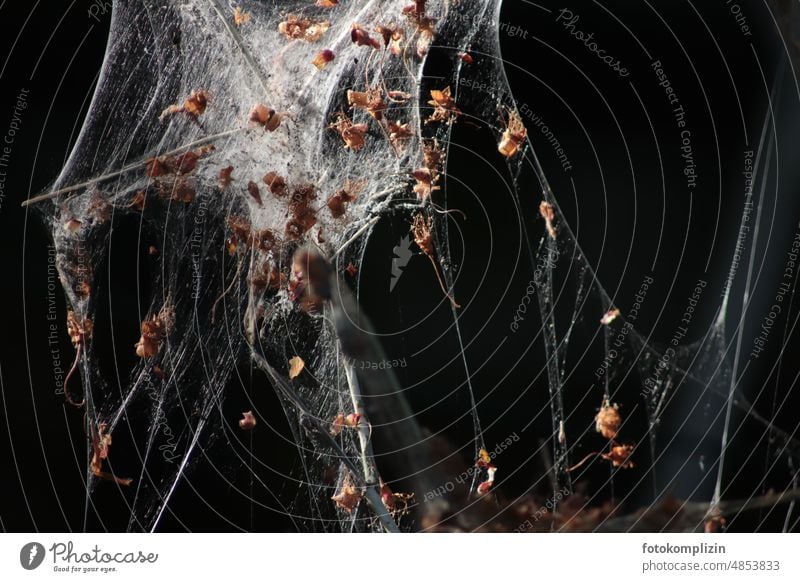 Spinnweben-Netz netzartig Spinnennetz Netzwerk Natur Spinnfäden verbinden Außenaufnahme Kunstwerk Konstruktion federleicht Insektenfalle Fangnetz Webspinnennetz