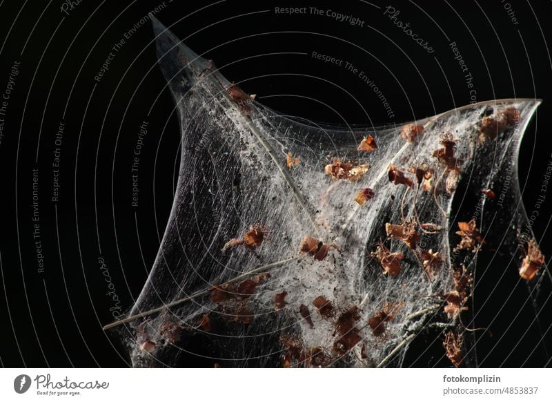Spinnweben-Netz mit trockenenBlättern Spinnennetz Licht Falle Natur fangen Hinterhalt kustvoll fein gewebt Netzwerk Insekt kunstvoll vernetzt Kunstwerk