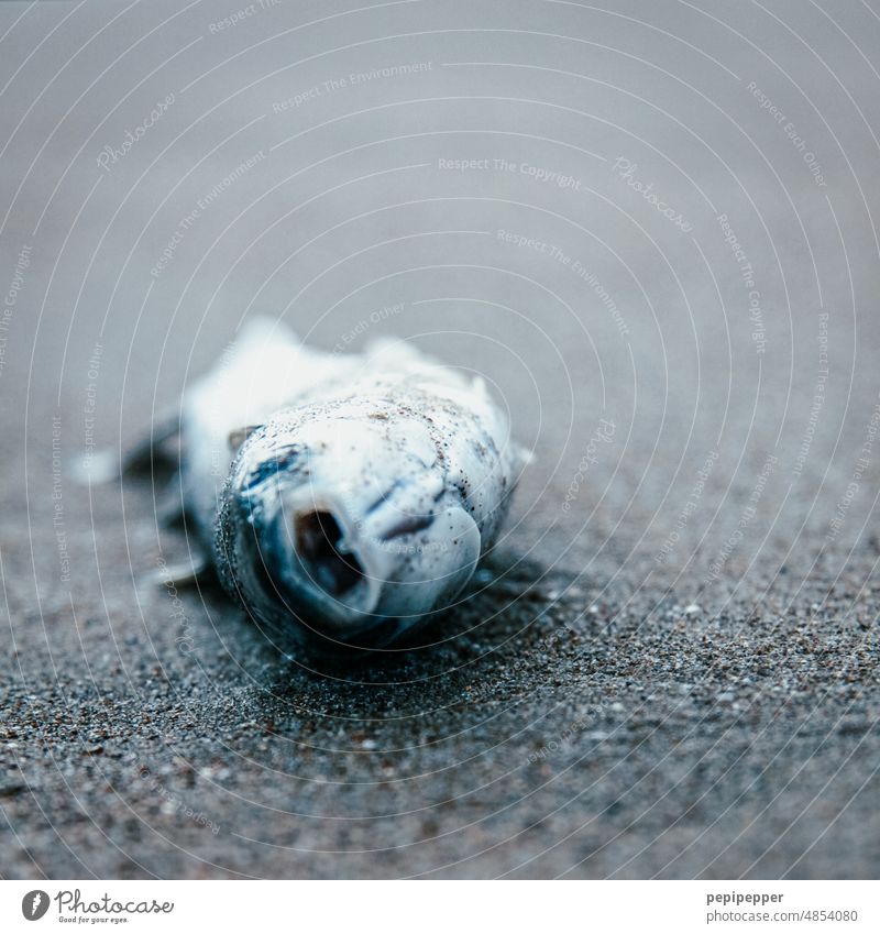 Toter fisch ans Ufer geschwemmt Totes Tier Tod sterben Fisch Fischauge Tierporträt Schuppen Vergänglichkeit liegen Außenaufnahme tot Traurigkeit Nahaufnahme