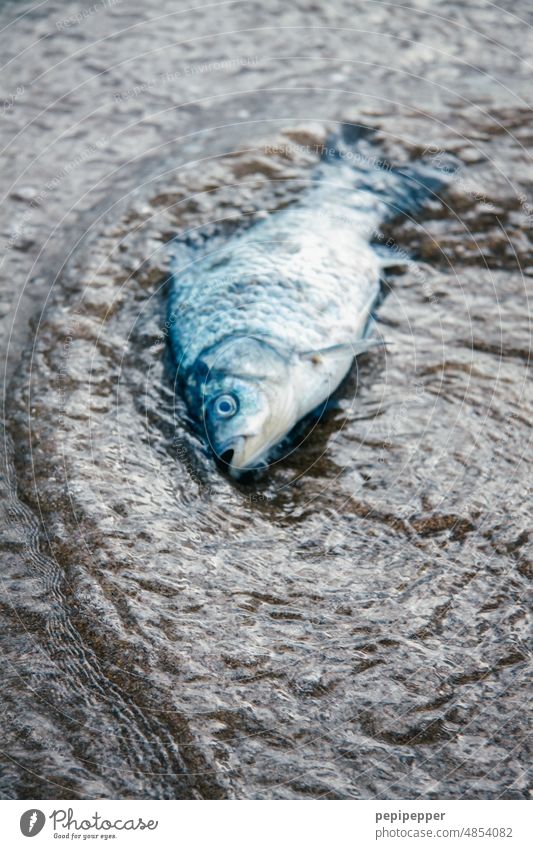 Toter fisch ans Ufer geschwemmt Totes Tier Tod sterben Fisch Fischauge Tierporträt Schuppen Vergänglichkeit liegen Außenaufnahme tot Traurigkeit Nahaufnahme