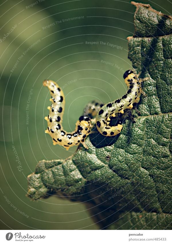 tanz | wormation Umwelt Natur Pflanze Tier Urelemente Sommer Herbst Blatt Garten Schmetterling Wurm Raupe 2 Zeichen berühren Bewegung Fressen hängen schaukeln