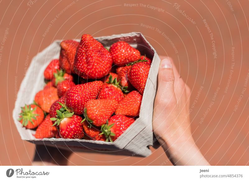Erdbeerenernte Schalen & Schüsseln Frucht rot Lebensmittel frisch süß lecker Ernährung saftig Ernte Vitamin Bioprodukte Vegetarische Ernährung Sommer Hand Hände