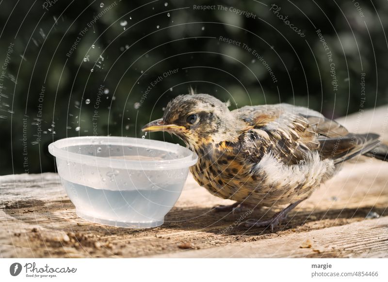 Kleine Drossel trinkt Wasser aus einem Becher Vogel zutraulich Flügel Vertrauen Junges zahm Erfrischung Ganzkörperaufnahme Außenaufnahme Wassertropfen