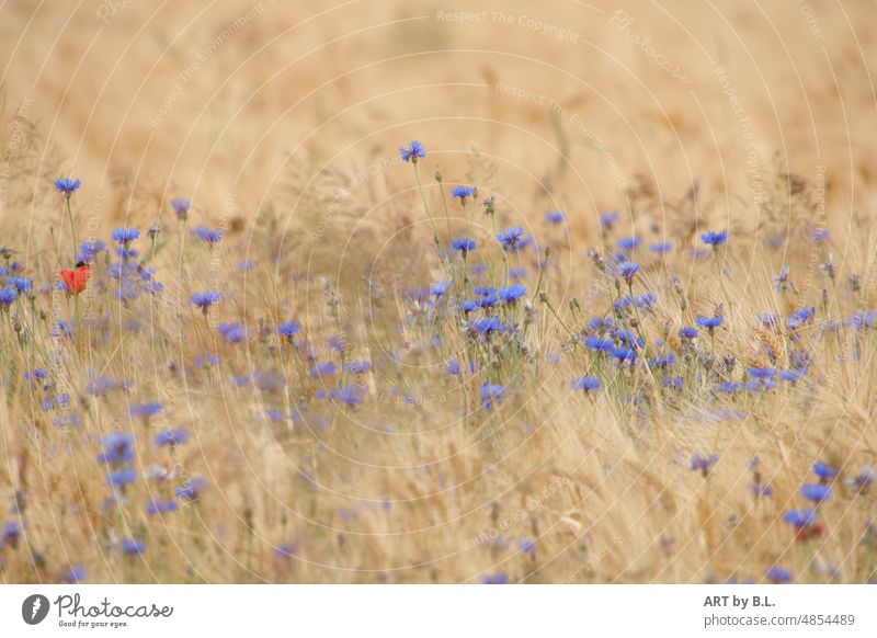 Kornblumenimpression Nachmittag am Feldrand nachmittag Blumen acker blau Gräser Getreide Impression