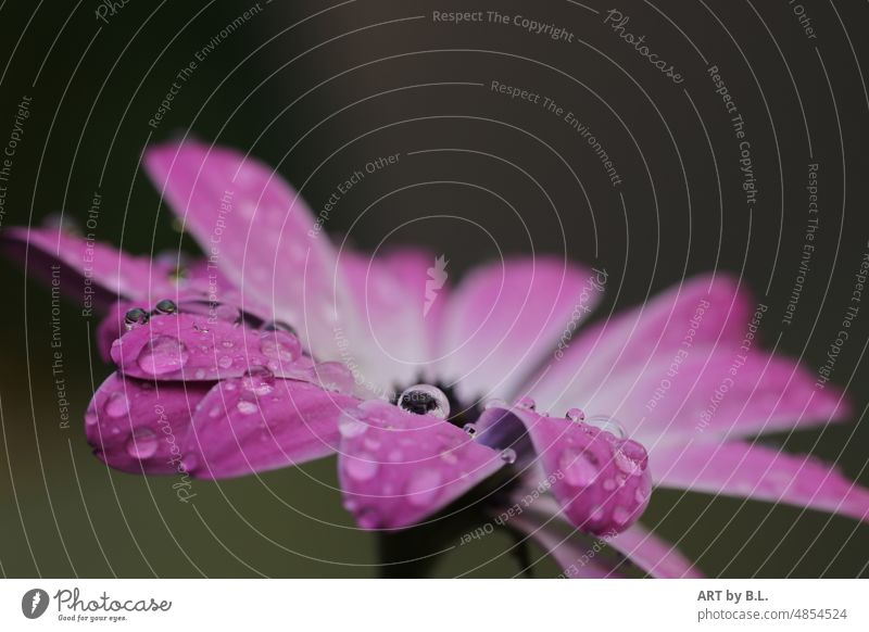es hat geregnet, Blume freut sich über die Erfrischung blume lila pink regentropfen Wassertropfen margarite